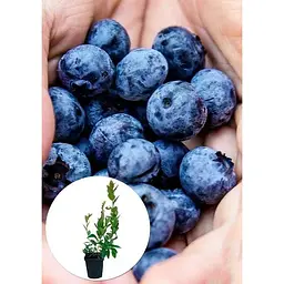 Саджанець Agro-Market Лохина (чорниця садова) Торо (Toro) (пізній термін дозрівання, дуже велика) 1 шт. в упаковці (25272) - мініатюра 2