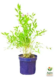 Саджанець Agro-Market Вейгела флорида квітуча 2-х річна Nana Purpurea С2, висота 20-40см (62119) - мініатюра 2