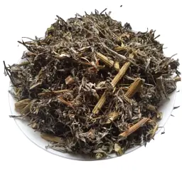 Полин звичайний Трава Чорнобильник Нехворощ Artemisia vulgaris - мініатюра 1