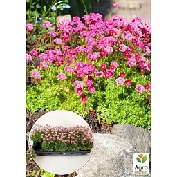 Саджанець Agro-Market Ломикамінь квітучий килим Marto Rose (144870) 1 шт. - мініатюра 2