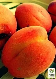 Саджанець Agro-Market Абрикос яскраво-помаранчевий з рум'янцем Сонця відблиск (Sun glare) (преміальний середньо-пізній сорт) 1 шт. в упаковці (43998) - мініатюра 2