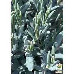 Саджанець Agro-Market Лаванда пестролиста Platinum Nico (контейнер № 10 висота 10-15 см) (50356) - мініатюра 3