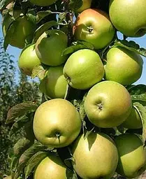 Саджанець Agro-Market Яблуня колоновидна Білосніжка (осінній сорт, пізній термін дозрівання) (35440) 1 шт. в упаковці - мініатюра 3