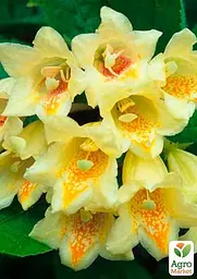 Саджанець Agro-Market Вейгела Міддендорфа (Middendorffiana) (62476) - мініатюра 2