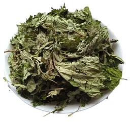 Ліщина Листя Горішник Орішина Лісовий горіх Corylus avellana - мініатюра 1