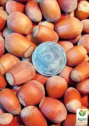 Саджанець Agro-Market Фундук Боровський (середній термін дозрівання, перехресне запилення, садити по 2 шт.) 1 шт. в упаковці (177930) - мініатюра 2