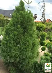 Саджанець Agro-Market Сосна чорна Pyramidalis (Пірамідаліс) 1 шт. в упаковці (51868) - мініатюра 2