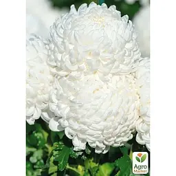 Саджанець Agro-Market Хризантема великоквіткова Angelys (176419) 1 шт. в упаковці - мініатюра 2