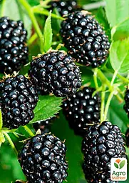 Саджанець Agro-Market Ожина рання великоплідна Карака Блек (Karaka Black) 1 шт. в пакуванні (24082) - мініатюра 2