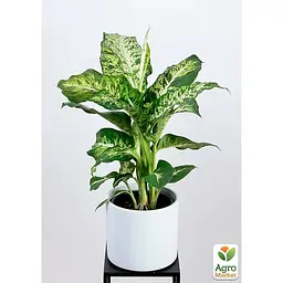 Дифенбахія Agro-Market (Dieffenbachia) Mars висота 40-60 см (186157) 1 саджанець в упаковці - мініатюра 2