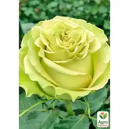 Троянда чайно-гібридна Agro-Market Лимонад саджанець класу АА+ вищий сорт 1 шт. в упаковці (178180) - мініатюра 2