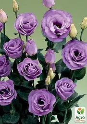 Еустома махрова "Croma Lavender" укорінена в контейнері Р9 (50468) 1 саженец - мініатюра 2