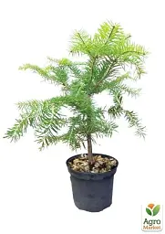 Саджанець Agro-Market Ялиця Маньчжурська 4-літня (Abies holophylla) висота 30-40 см 1 шт. в упаковці (101069) - мініатюра 3