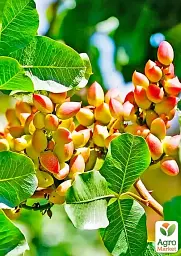 Саджанець Agro-Market Фісташка 2-річна Киргизька (морозостійка, не схильна до хвороб) 1 шт. в упаковці (178896) - мініатюра 4