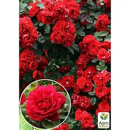Саджанець Agro-Market Троянда плетиста Фламентанз (клас АА +) вищий сорт (15898) 1 шт. - мініатюра 2