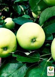 Саджанець Agro-Market Яблуня Білий налив (літній сорт, ранній термін дозрівання) 1 шт. в упаковці (17583) - мініатюра 2