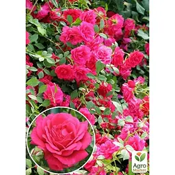Саджанець Agro-Market Троянда плетиста Laguna (клас АА +) вищий сорт (17373) 1 шт. - мініатюра 2