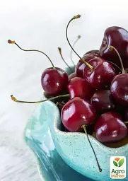 Саджанець Agro-Market Вишня Ерді Бутермо 1 шт. в упаковці (39887) - мініатюра 3