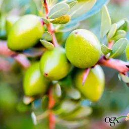 Подарунковий набір OGX Секрет доглянутого волосся: шампунь, Argan oil of Morocco 385 мл + кондиціонер, Argan oil of Morocco 385 мл - мініатюра 11
