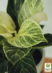 Саджанець Agro-Market Філодендрон White Wave 30-40 см 1 шт. в упаковці (182694) - мініатюра 5