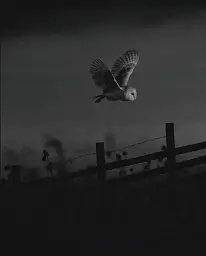 Through the Animal Kingdom - мініатюра 3