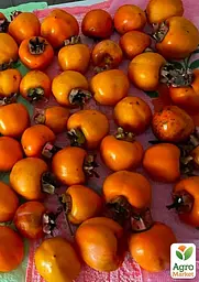 Саджанець Agro-Market Хурма Українка на віргінській морозостійкій підщепі 1 шт. в упаковці (50082) - мініатюра 4