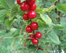 Саджанець Agro-Market Вишня повстиста 1 шт. в упаковці (38427) - мініатюра 4