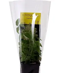 Клематис Agro-Market Yukiokoshi повторноквітучий сорт 1 саджанець в упаковці (15957) - мініатюра 4