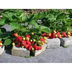 Саджанець Agro-Market Полуниця Королева Єлизавета 5шт (ремонтантний сорт, ранній термін дозрівання) (36607) - мініатюра 13