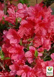 Саджанець Agro-Market Рододендрон кімнатний Red (50774) - мініатюра 3