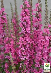 Саджанець Agro-Market Дербенник Pink Blush (яскравий квітучий багаторічник) (155570) - мініатюра 2