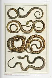 Seba. Cabinet of Natural Curiosities - Райнер Віллманн - мініатюра 7
