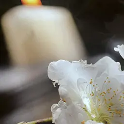 Вініловий кухонний фартух Білі квіти на каменях наклейка для кухні ПВХ Чорний 60х200 см Happy Pocket Z181696 - мініатюра 9