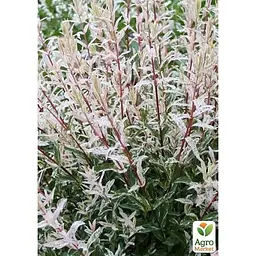 Саджанець Agro-Market Верба японська цільнолистна Hakuro-nishiki (48778) - мініатюра 3