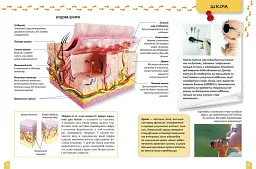 Про тіло людини Енциклопедія для допитливих - мініатюра 2