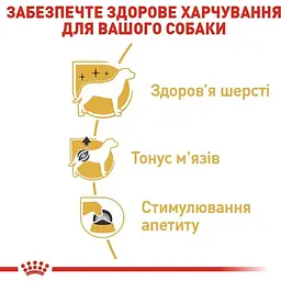 Набір вологого корму для собак породи пудель Royal Canin Poodle Loaf паштет 1.02 кг (12 шт. х 85 г) - мініатюра 4