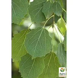 Осика звичайна Agro-Market 80-120 см (188846) 1 саджанець в упаковці - мініатюра 2