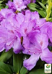 Саджанець Agro-Market Рододендрон катевбінський 2-х річний Grandiflorum С2 Висота 25-40см (153986) - мініатюра 2