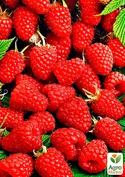 Саджанець Agro-Market Малина Маравілла 2 шт. в пакуванні (44768) - мініатюра 2