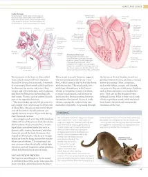 The Cat Encyclopedia - мініатюра 9