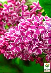 Саджанець Agro-Market Бузок пурпурний з білою смужкою Сенсація (Sensation) (23855) - мініатюра 2