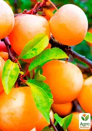 Саджанець Agro-Market Слива Улюблена Млієва (літній сорт, ранній термін дозрівання) 1 шт. в упаковці (39992) - мініатюра 3