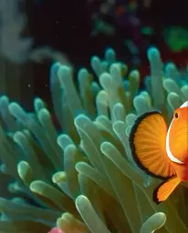 Underwater photography