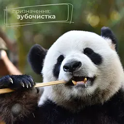 Зубочистки бамбукові Добра господарочка Black&White карбонізовані 150 шт. - мініатюра 12