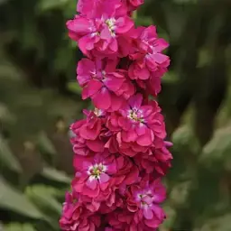 Насіння матіоли Колумн Міракл Кримсон (Column Miracle Crimson) - мініатюра 2