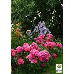 Троянда грунтопокривна Agro-Market Хайдетраум саджанець класу АА+ вищий сорт 1 шт. в упаковці (177031) - мініатюра 3