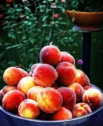 Саджанець Agro-Market Персик Сан Хрест (літній срот, середній термін дозрівання) (25763) 1 шт. в упаковці - мініатюра 3