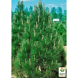 Саджанець Agro-Market Сосна 4-х річна чорна Piramidalis С3, висота 50-70 см (176729) - мініатюра 3