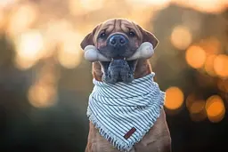 Жувальна кістка для собак Pet Qwerks BarkBone BBQ з ароматом барбекю - мініатюра 5