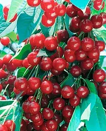 Саджанець Agro-Market Вишня Лотовка (літній сорт, пізній термін дозрівання) (46284) 1 шт. в упаковці - мініатюра 2